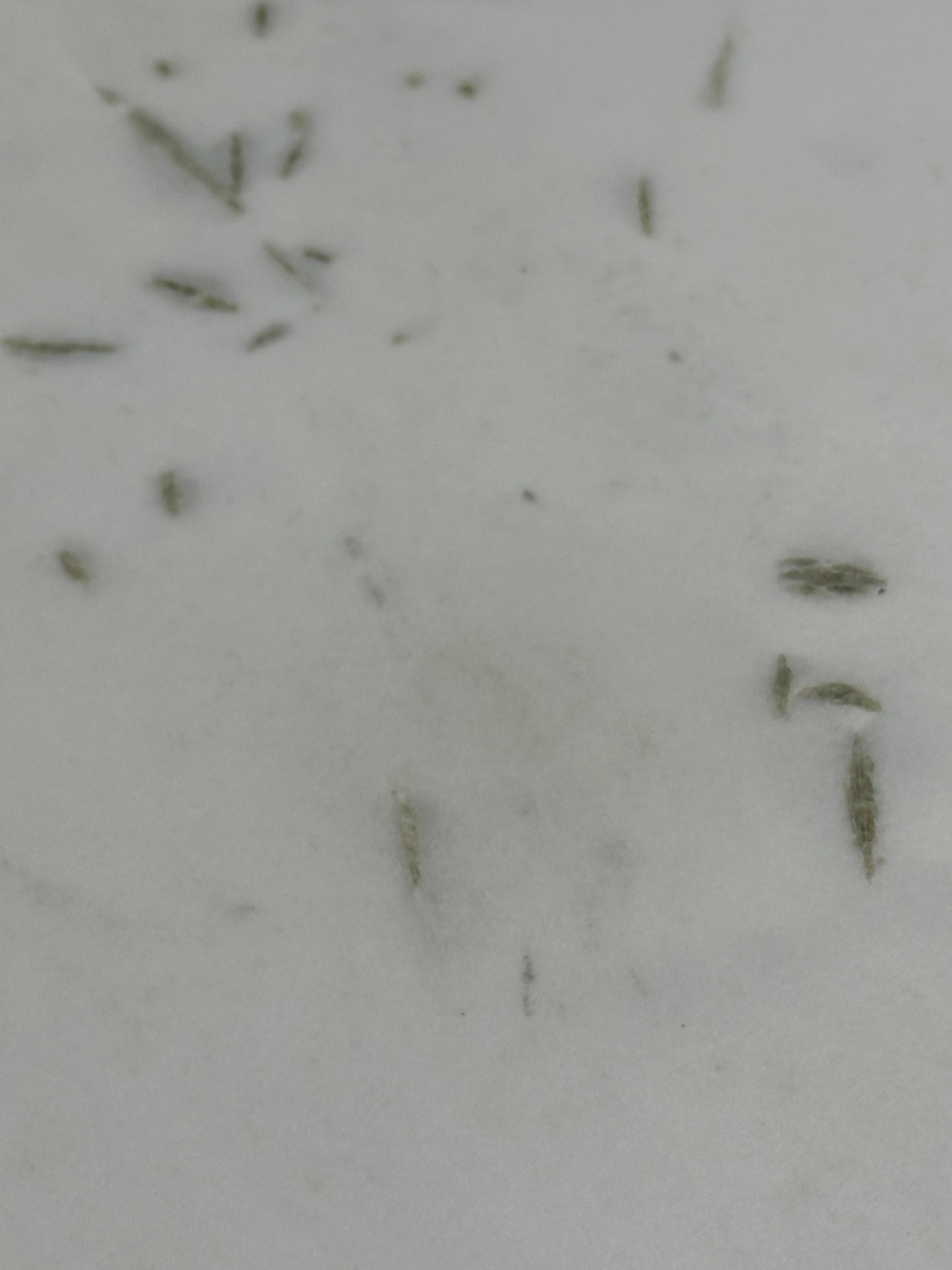 John Lewis Jewel Marble 4 Seater Pedestal Dining Table, White/Gold