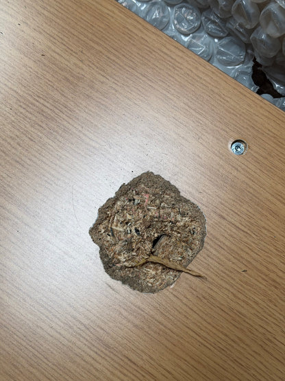 John Lewis Anders 3 Door, 3 Drawer Sideboard, Natural